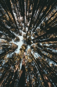 tree growth