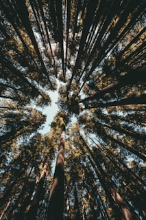 forest during day time