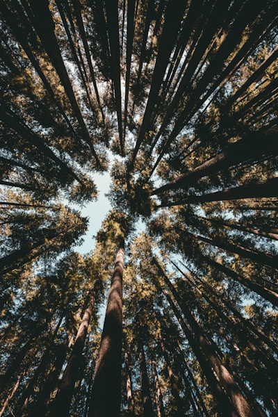 forest during day time