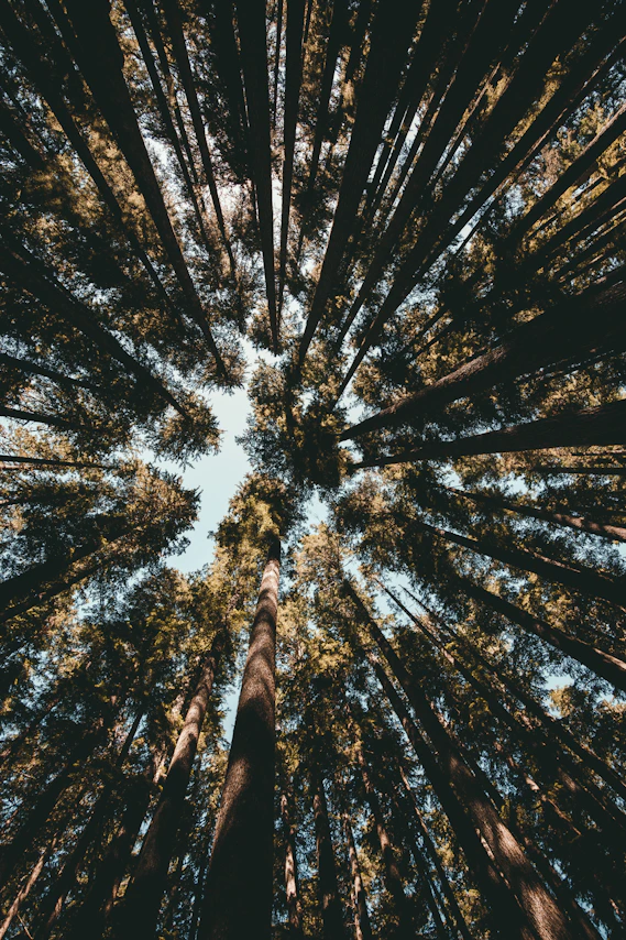 forest during day time