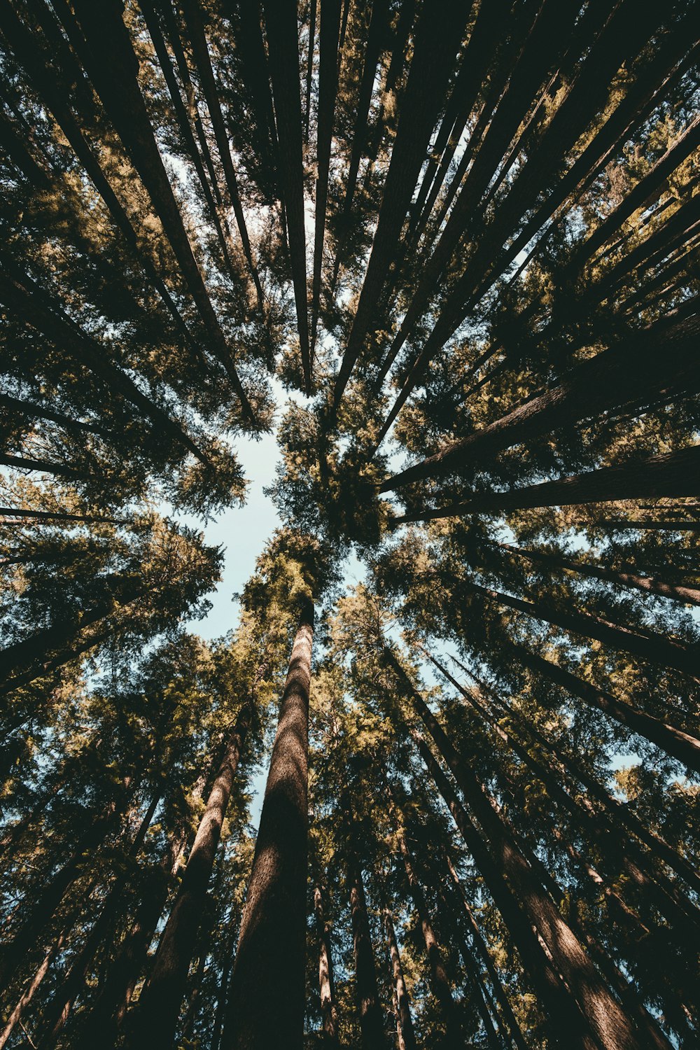 foresta durante il giorno