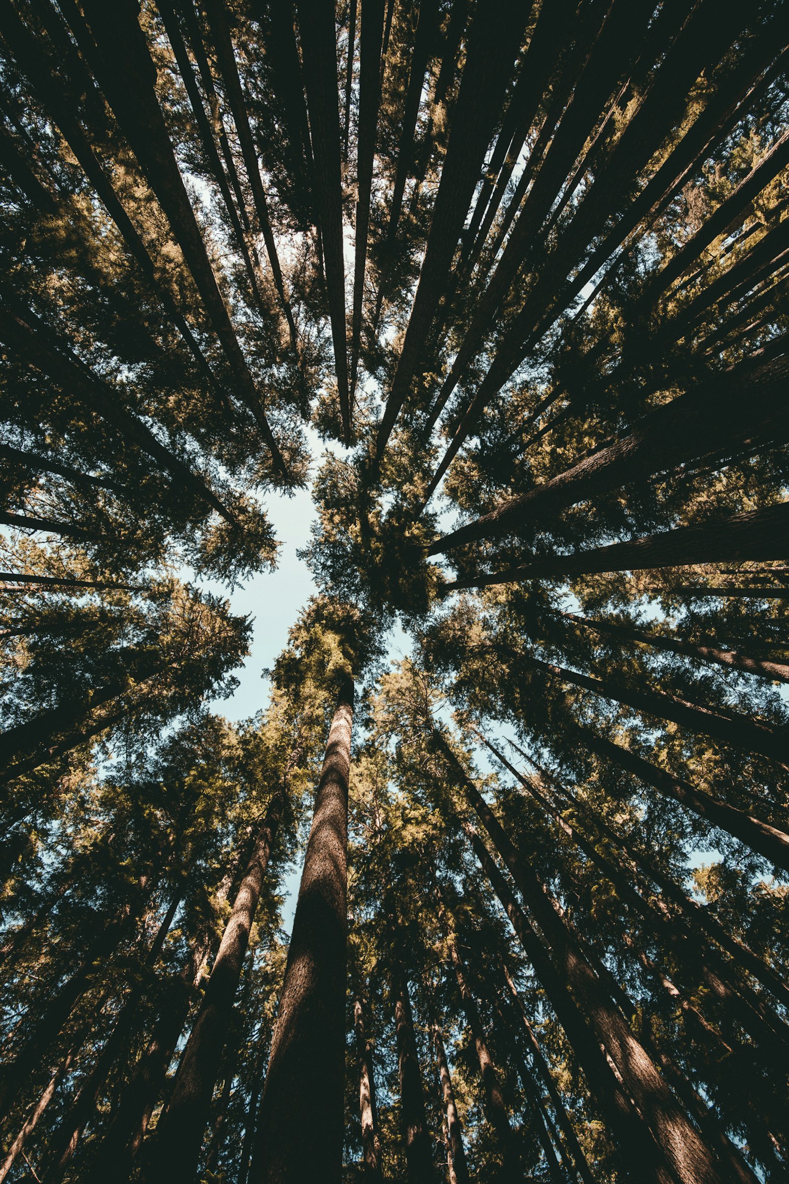 Canon EOS 5D Mark IV + Canon EF 16-35mm F4L IS USM sample photo. Forest during day time photography