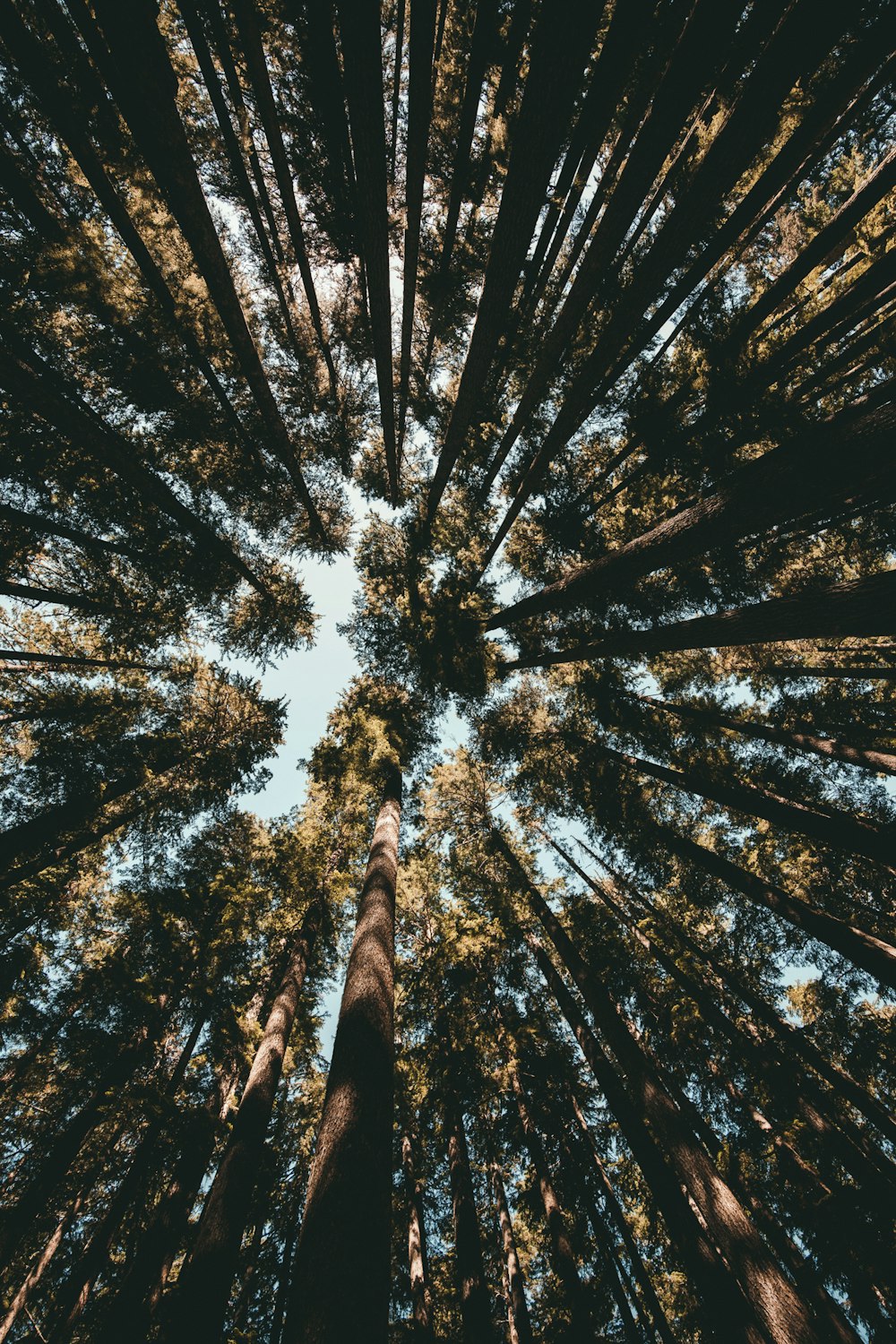 forêt pendant la journée