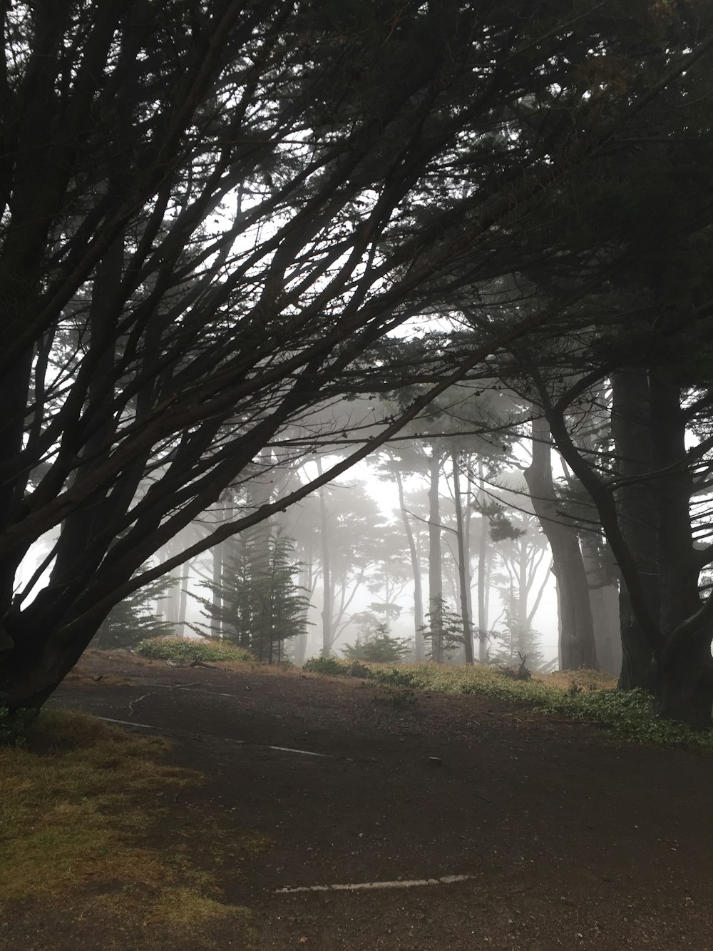 forest covered by fog during daytime