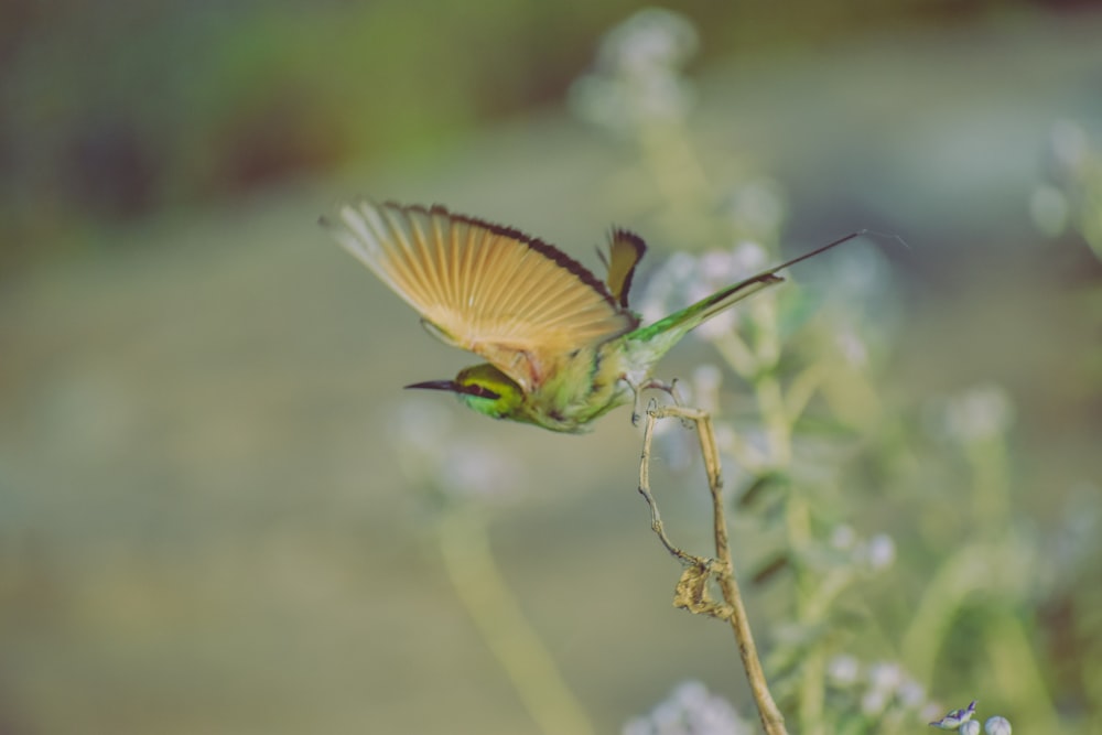 selective focus photography of green bird