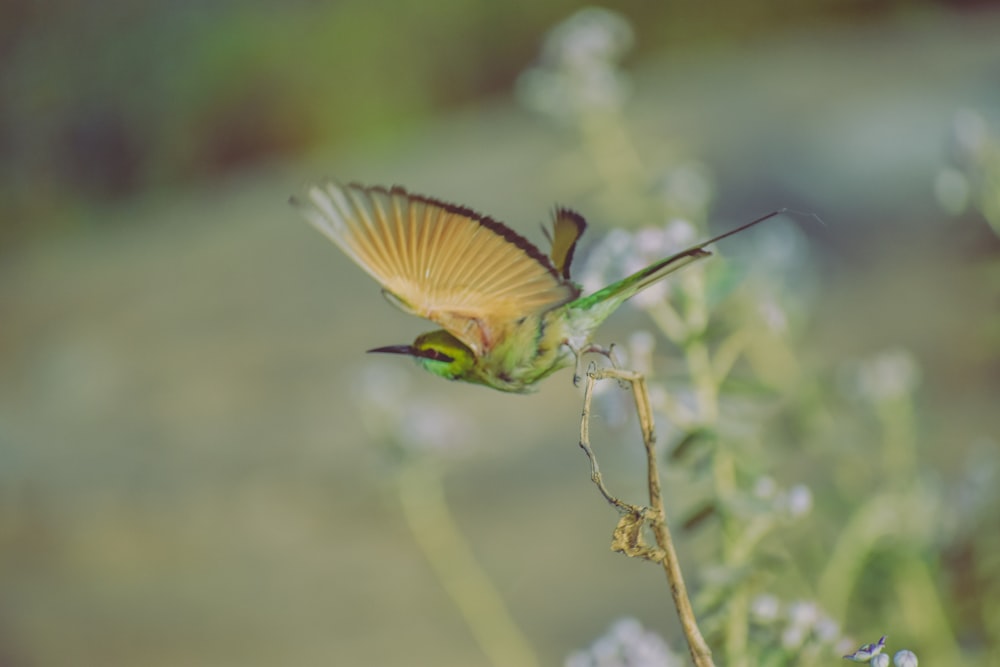 Fotografía de enfoque selectivo de pájaro verde