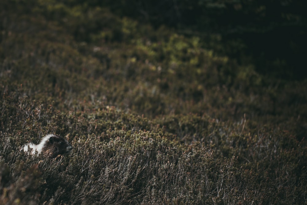 animal covered by grass in selective focus photography