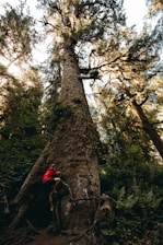 man climbing the tree