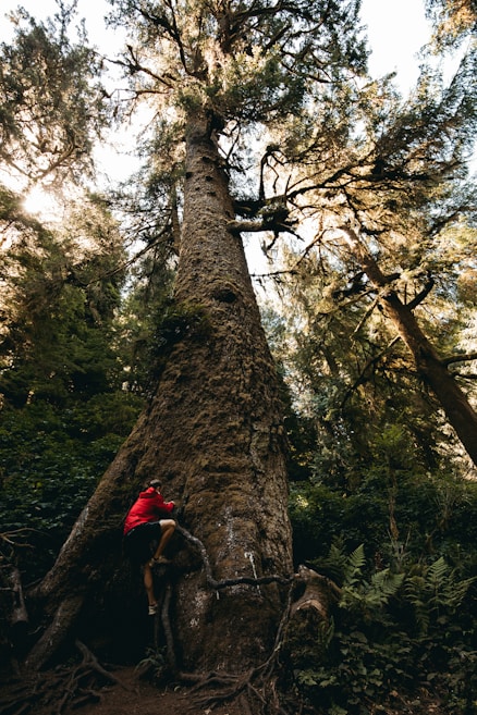 A person wearing a red jacket is climbing a massive, towering tree in a dense forest. The tree has a thick trunk and sprawling branches covered with moss, surrounded by lush green foliage.
