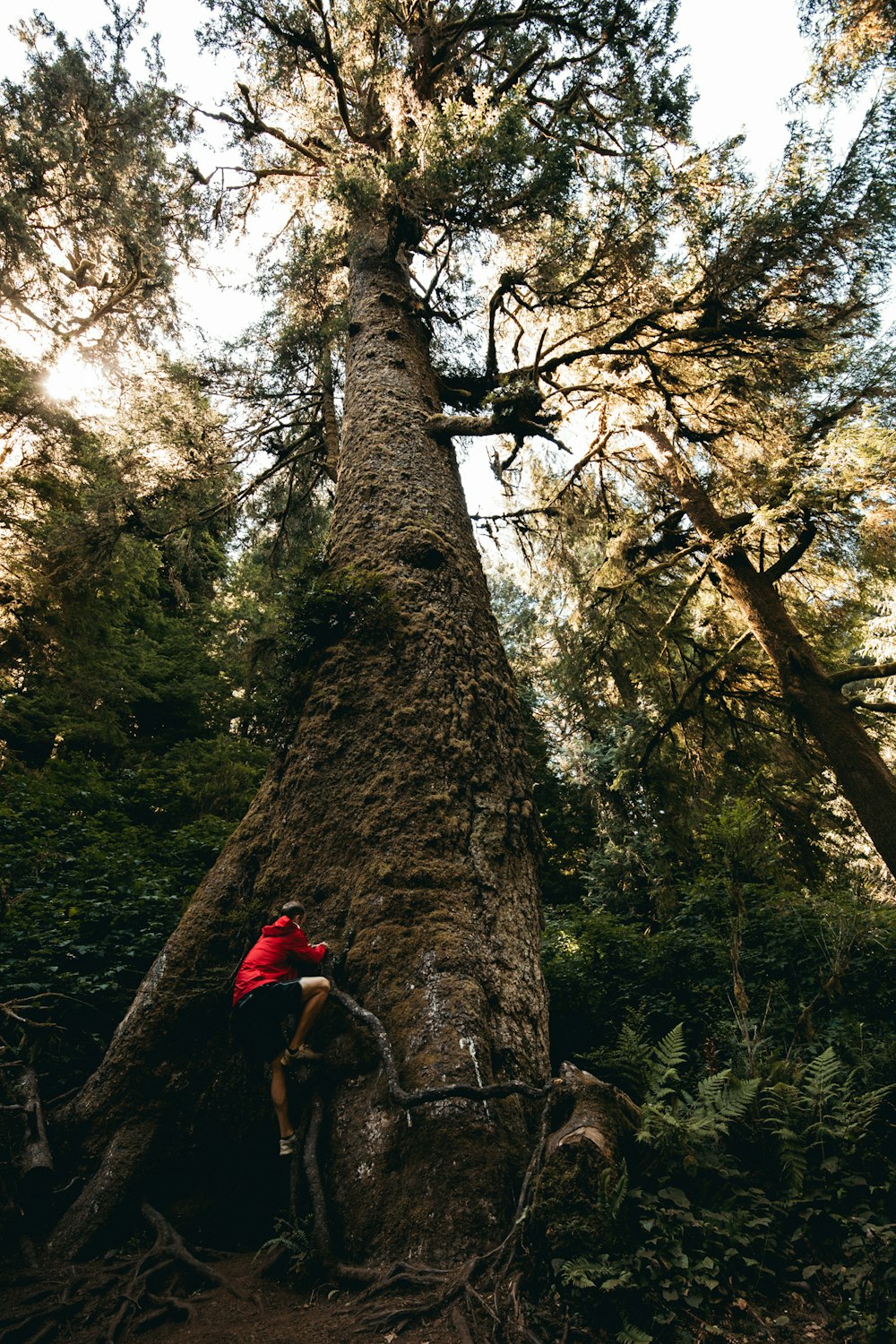 Mann klettert auf den Baum