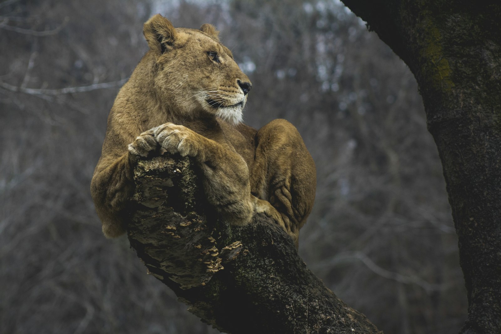 Canon EOS 60D + Canon EF 75-300mm f/4-5.6 USM sample photo. Lioness on tree branch photography