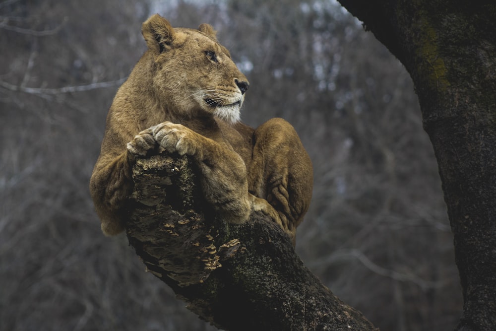 Lioness on tree branch at daytime