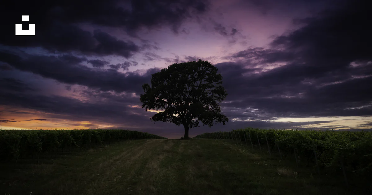 Landscape photo of tree photo – Free Hungary Image on Unsplash