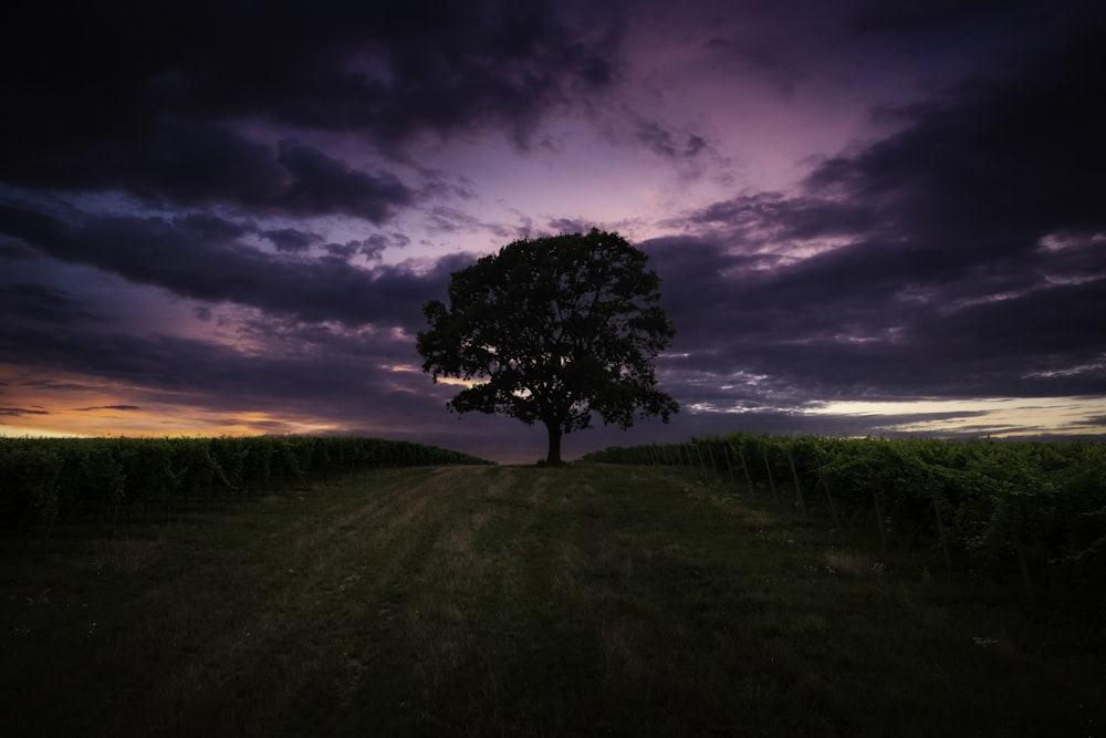 landscape photo of tree