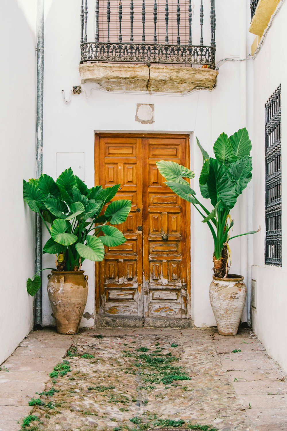 Dos plantas verdes al lado de la puerta