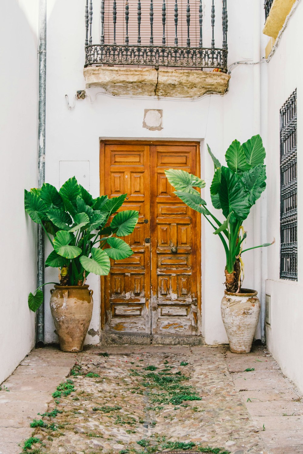 two green plants beside door