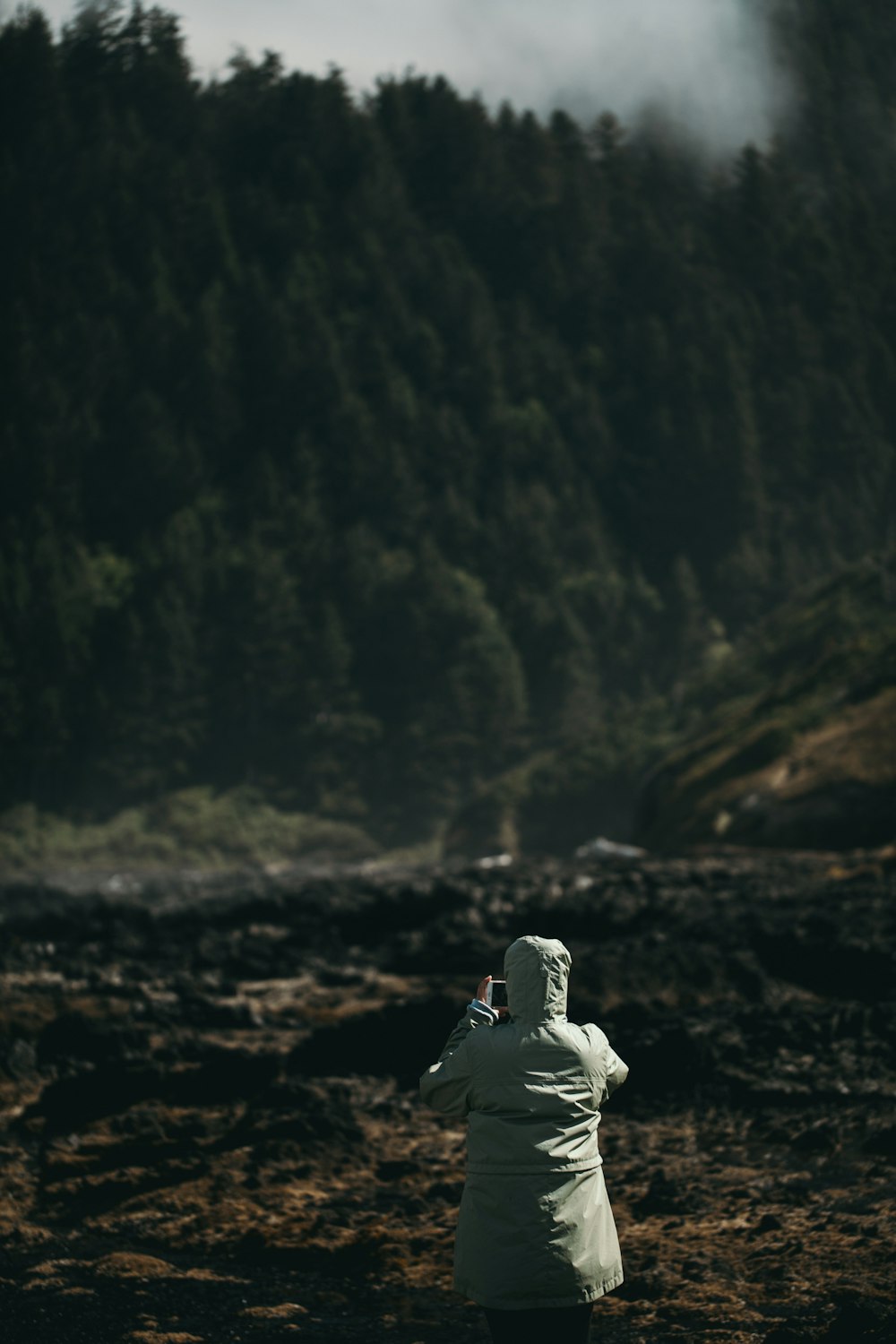 person taking photo of trees