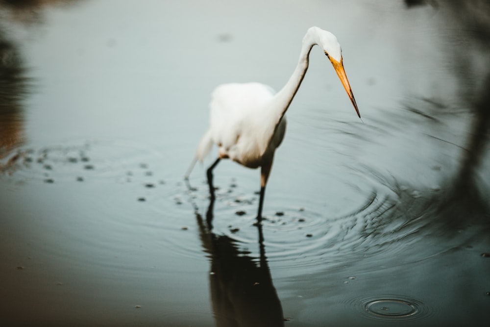 white long-beaked bird in water