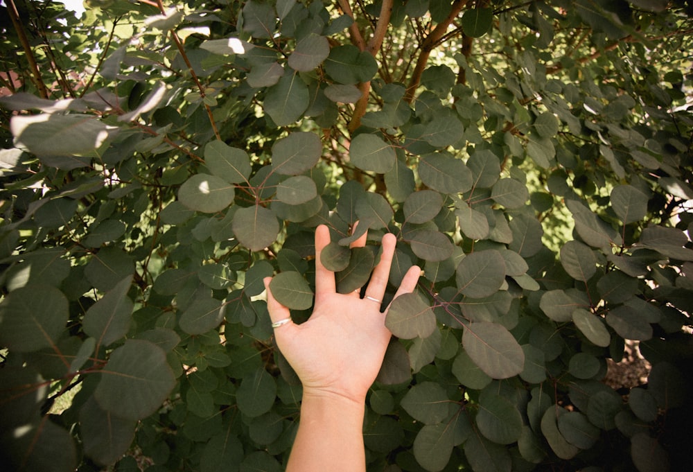 Persona sosteniendo hojas verdes
