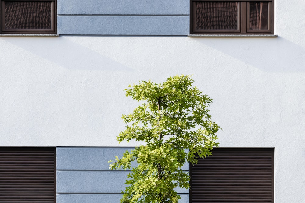 green tree beside building