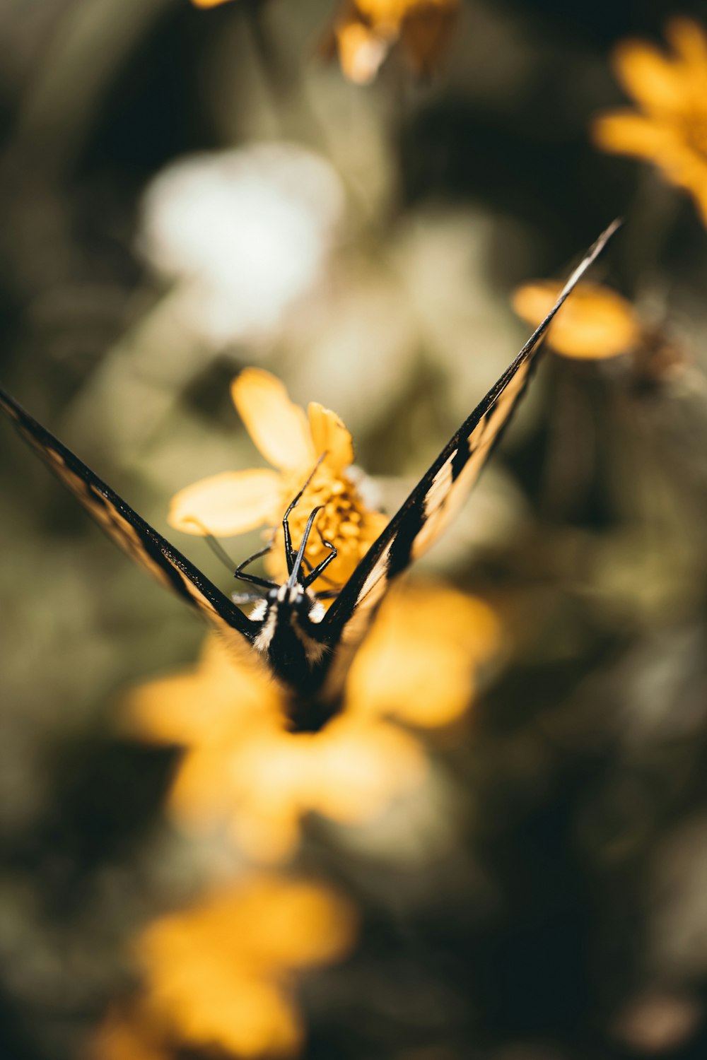 butterfly flying