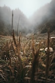 A mythical beast roaming through a foggy valley at dawn.