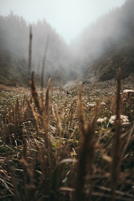 A mythical beast roaming through a foggy valley at dawn.