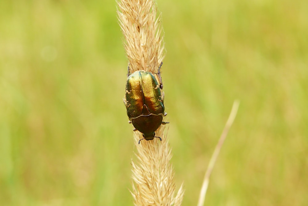 scarab beetle on a plant