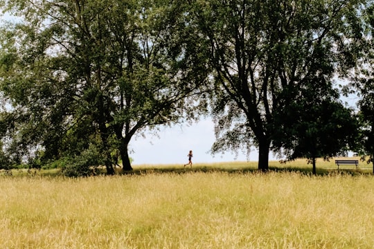 person running on grass field beside tree in Hampstead Heath United Kingdom