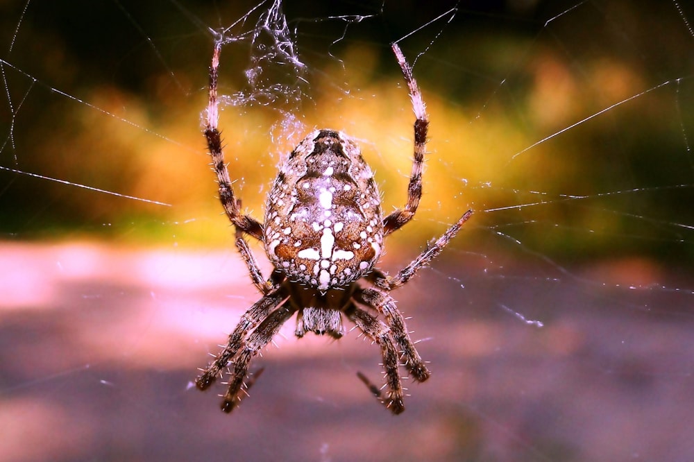 focus photography of brown spider hanging on web