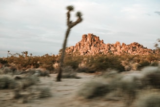A landscape featuring a desert environment with a prominent Joshua tree in the foreground and rocky hills in the background. The scene appears slightly blurred, suggesting motion or wind, with the vegetation and rocks dominating the sandy terrain.