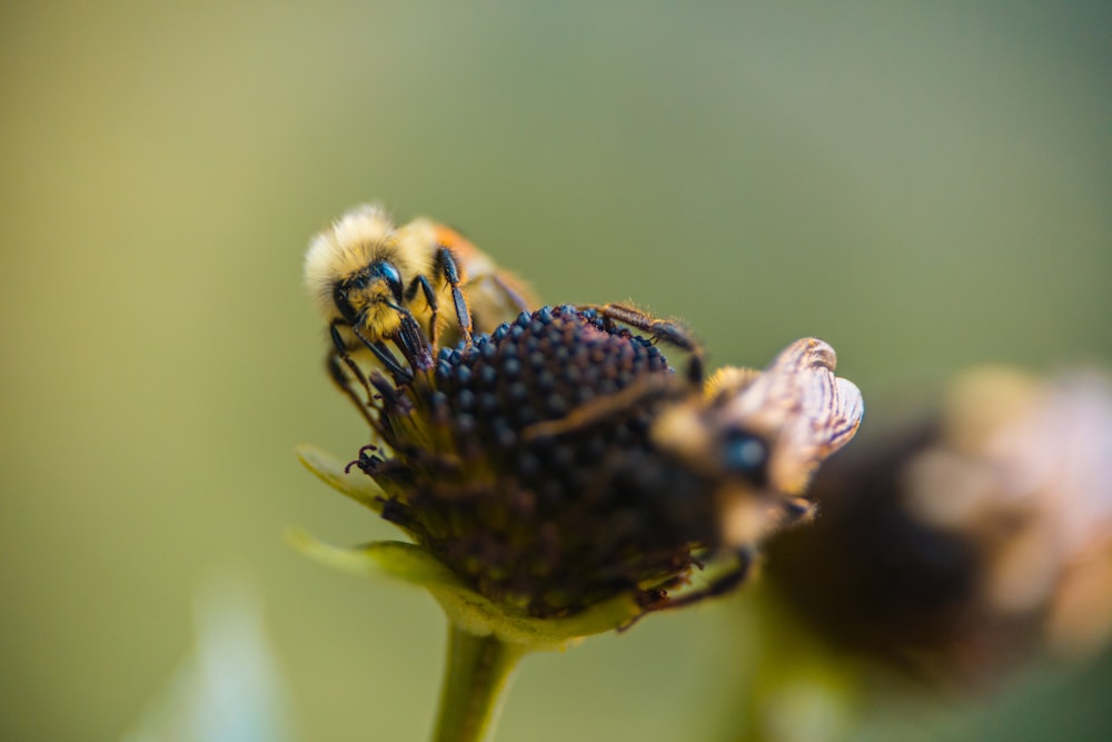 bee on flower