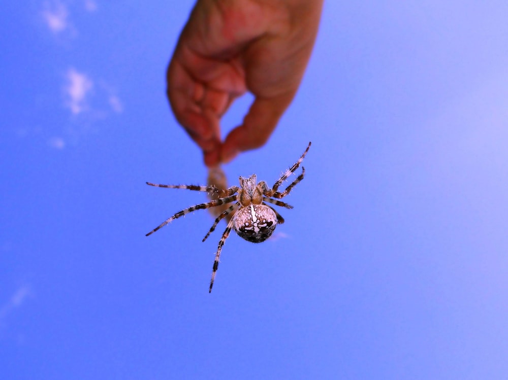 person holding brown and black spider at daytime