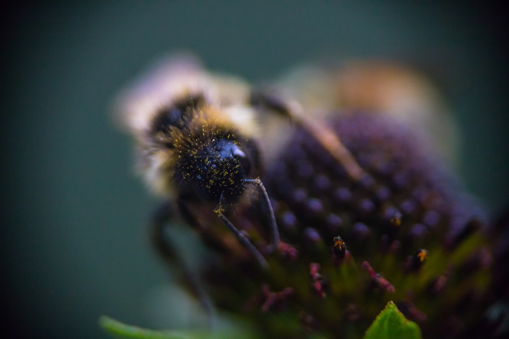 bee perched on flower selective focus photography