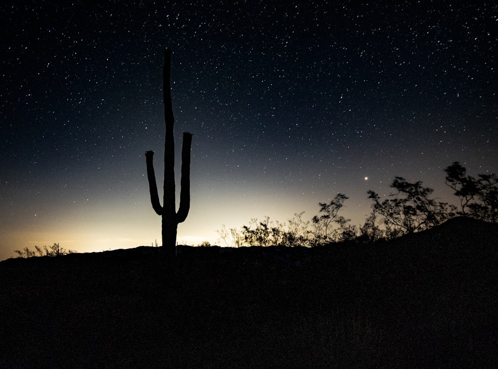 silhouette on cactus plant