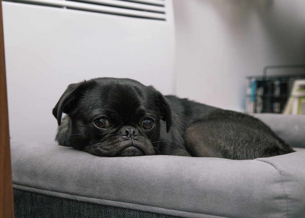 灰色のベッドに横たわっている黒いパグの子犬