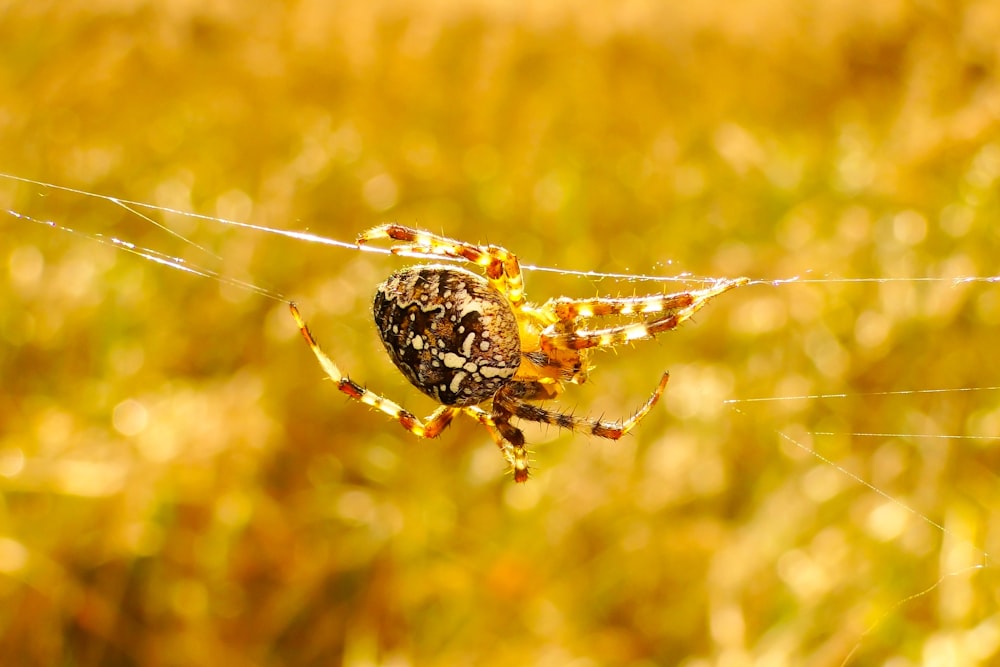 brown furrow spider