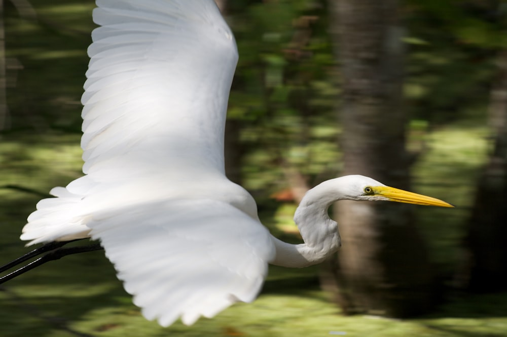white long-beaked bird flying over tree
