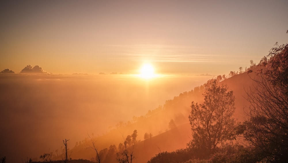 trees and mountain at sunrise