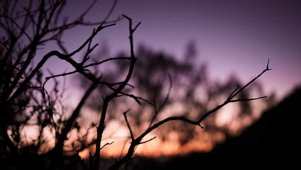 selective focus photography of bare branch