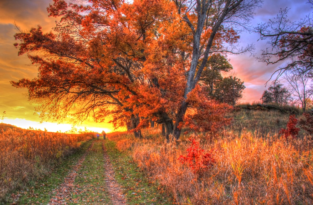 brown trees during dusk