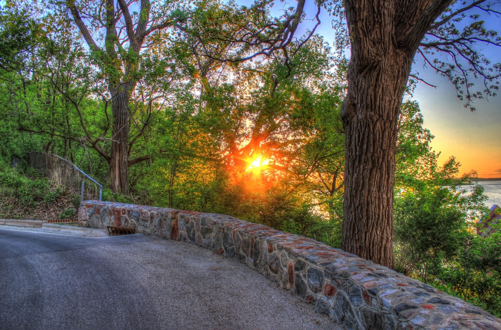sunset view through green trees beside concrete road