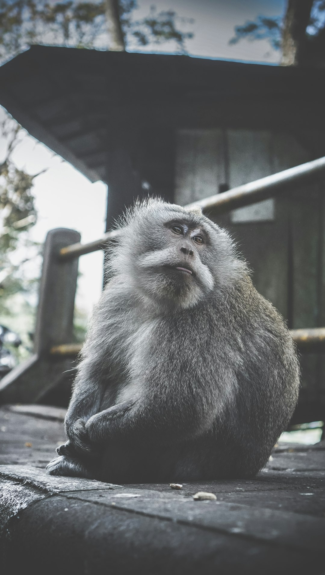 Wildlife photo spot Buyan Lake View Uluwatu Temple