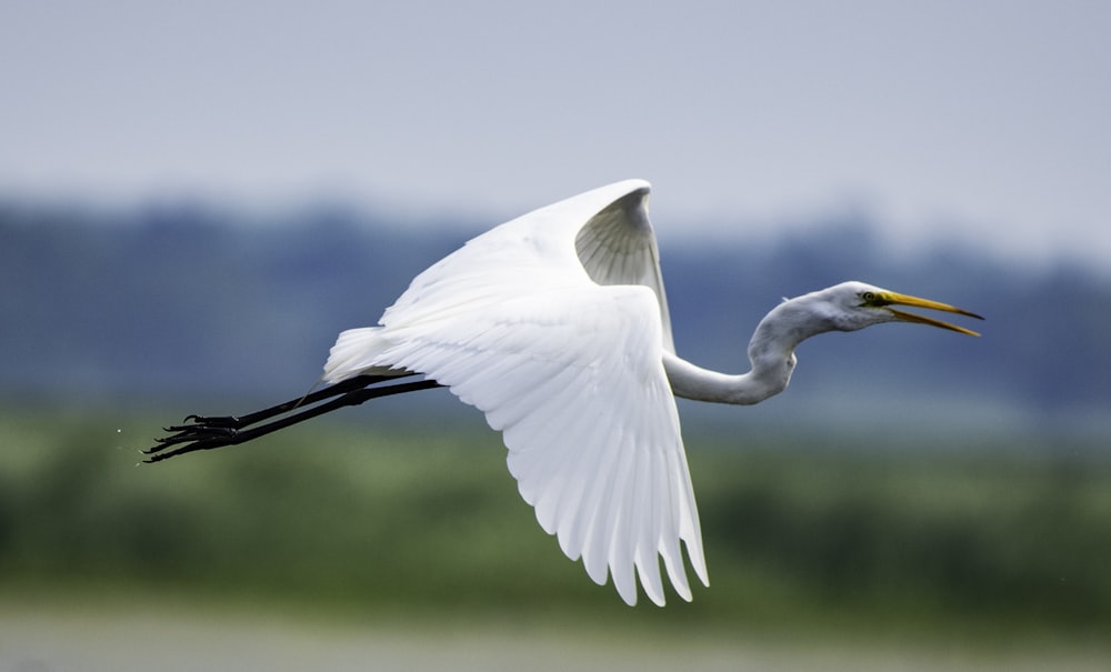 selective focus photography of flying long-necked bird