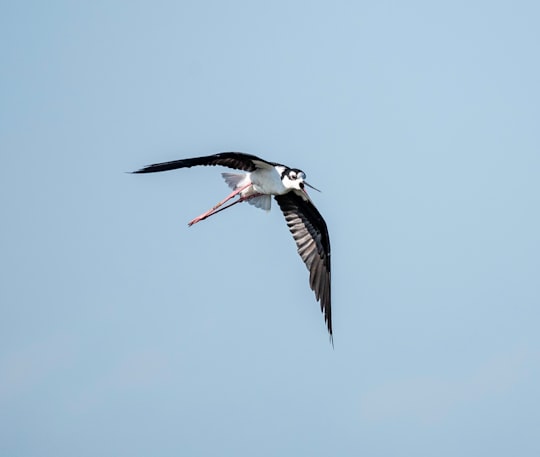 bird flying on sky in Horicon Marsh United States