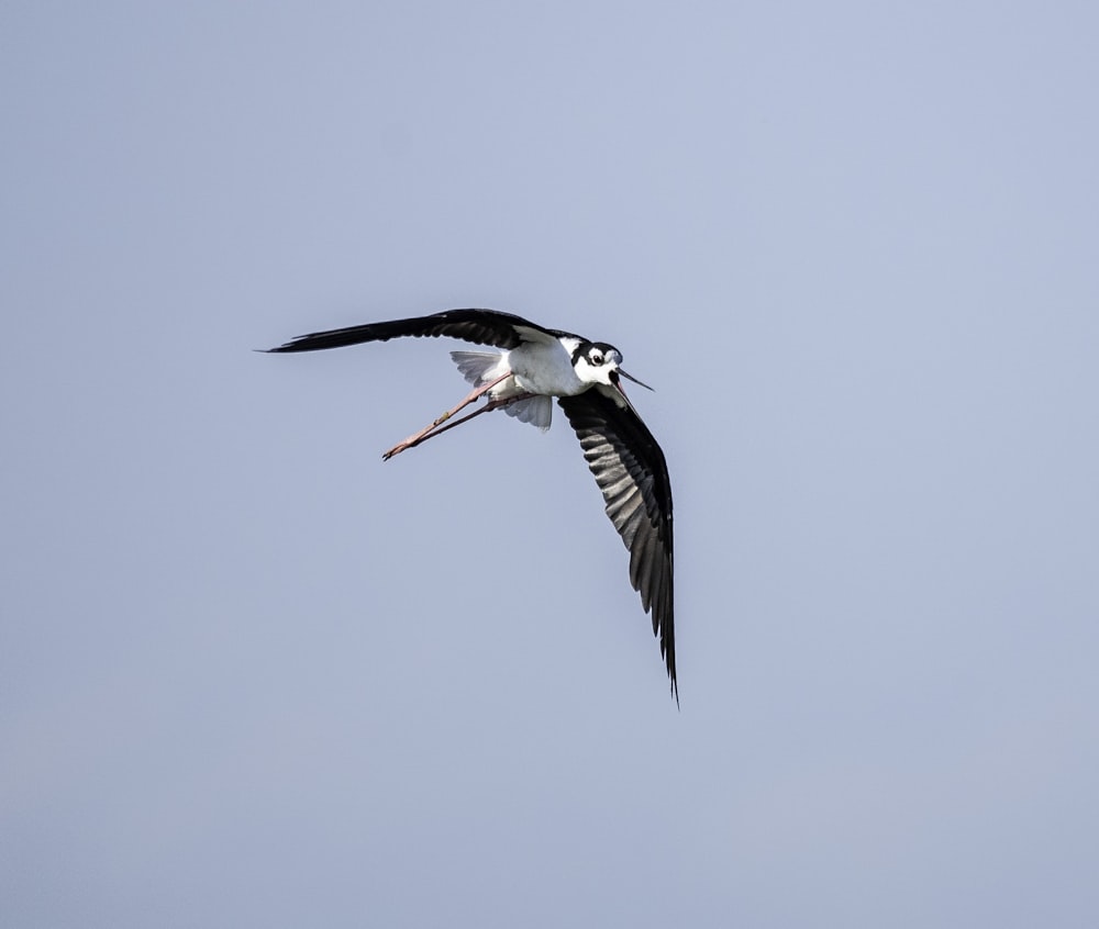 oiseau volant sur le ciel