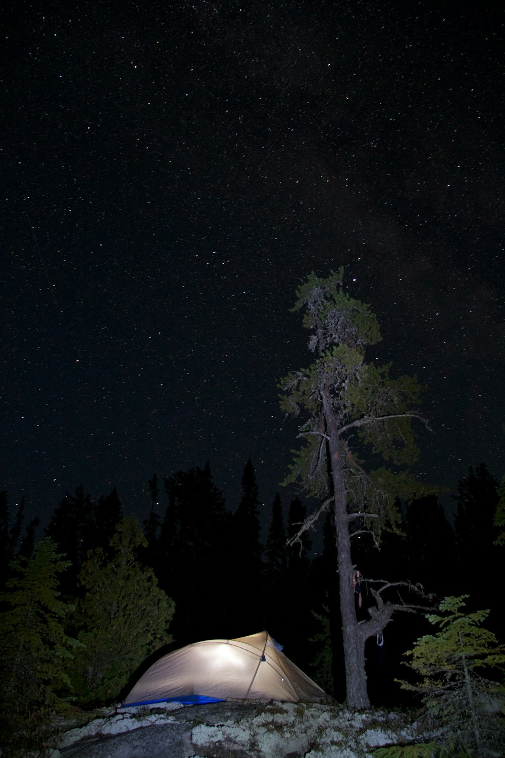 light inside dome tent near the tree at night time