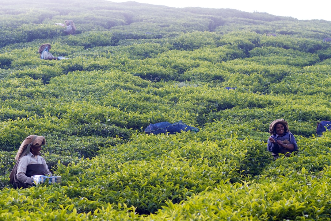 person harvesting, Tea Plantation