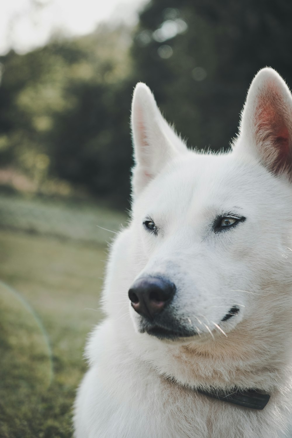 white dog closeup photo