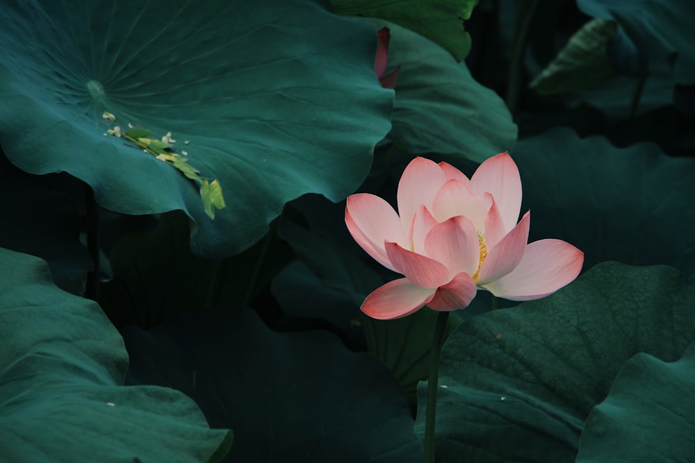 pink lotus flower